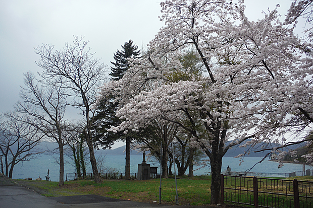 田沢湖の桜はちょうど満開
