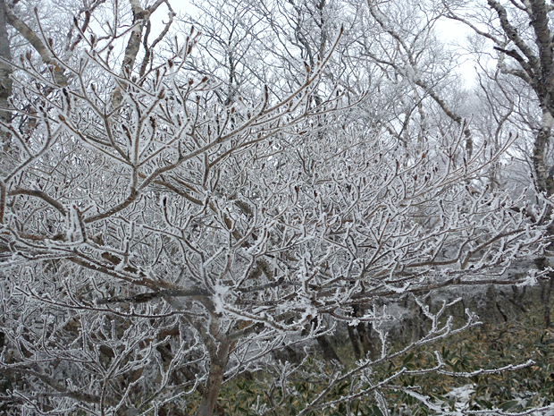 小枝についた樹氷