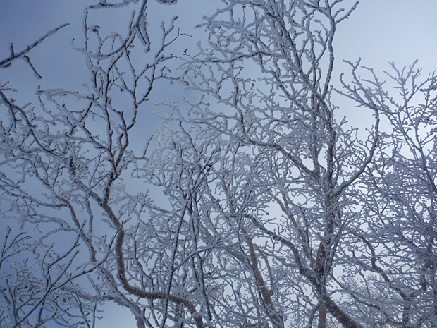 日に輝く小枝の樹氷