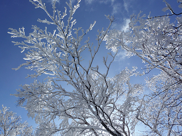小枝に付いた美しい樹氷