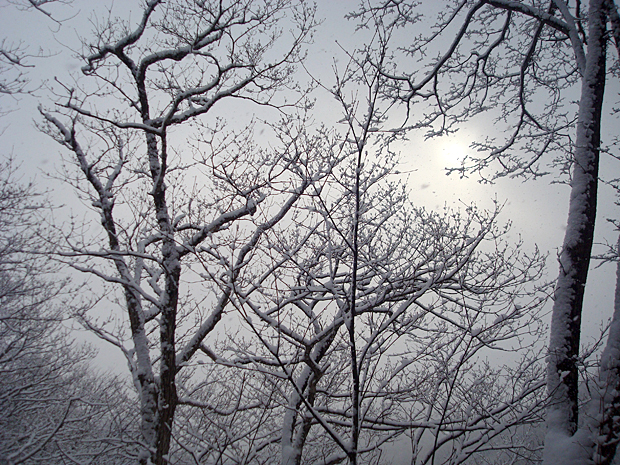木に積もった雪が風で激しく降る