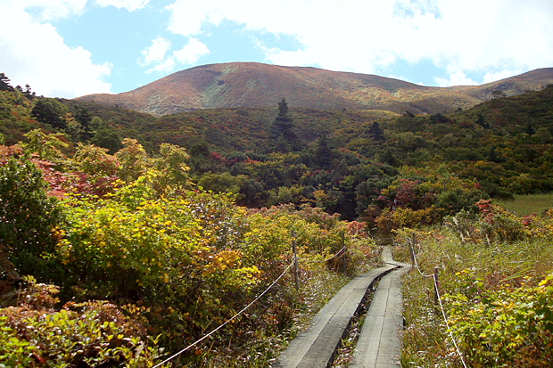 名残ヶ原の木道の奥に紅葉しかけた栗駒山