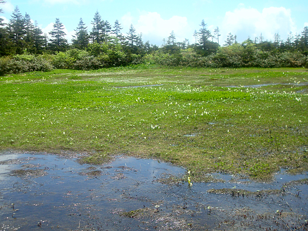 山人平手前の湿原に咲く水芭蕉