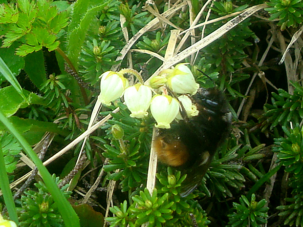 アオノツガザクラにとまる花バチ
