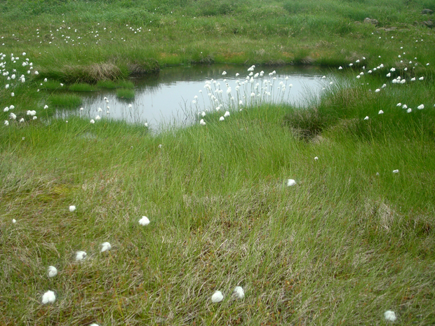 池塘に咲くワタスゲ