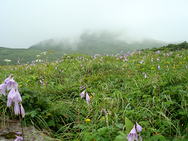 タチギボウシ咲く、姥石平からの山頂